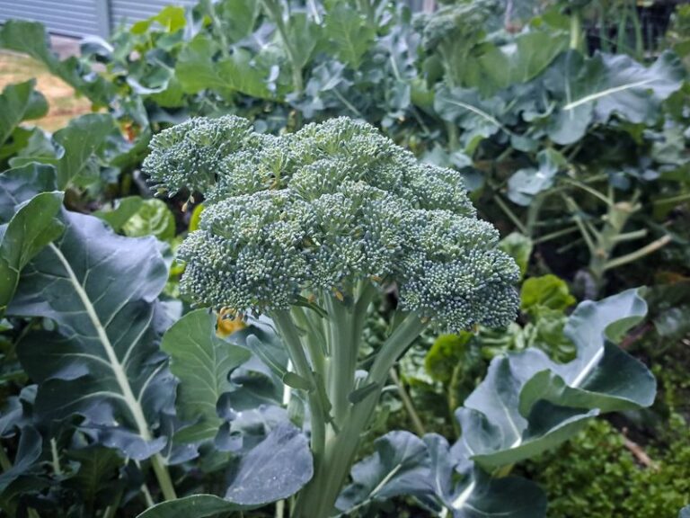 Early Establishment Lowers the Risk of Poor Fall Broccoli Heads in North Carolina