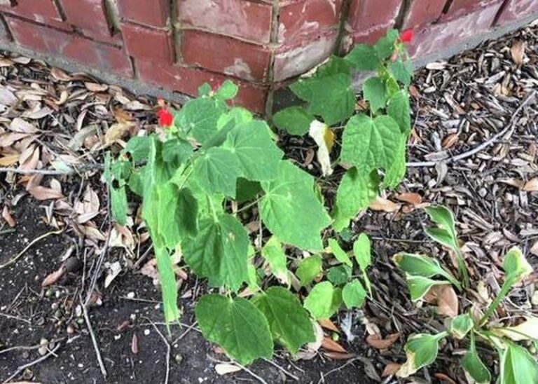 The Native Texas Plant That Beats Hostas in Full Sun and Feeds Pollinators All Season