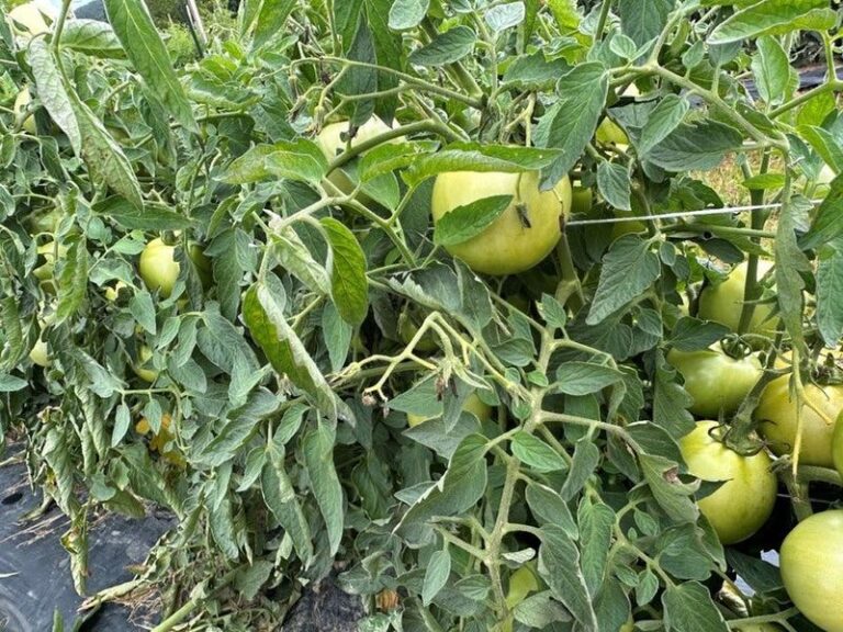 If Your Tomato Leaves Curl and Turn Yellow While the Fruit Ripens Slowly in Late-Summer Heat, Here Is Why