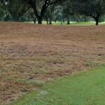 What It Really Means When Fall Armyworms Suddenly Brown Out Your North Carolina Lawn This Summer