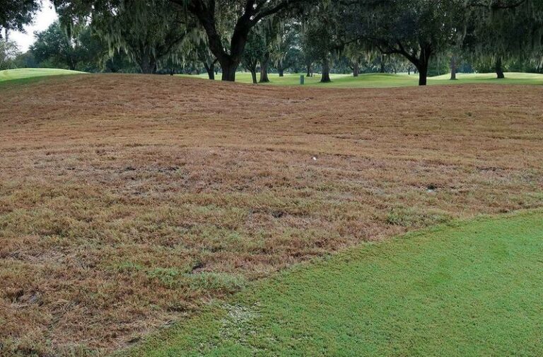 What It Really Means When Fall Armyworms Suddenly Brown Out Your North Carolina Lawn This Summer