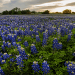 The Texas Flower to Sow Starting September 1 for a Colorful Spring