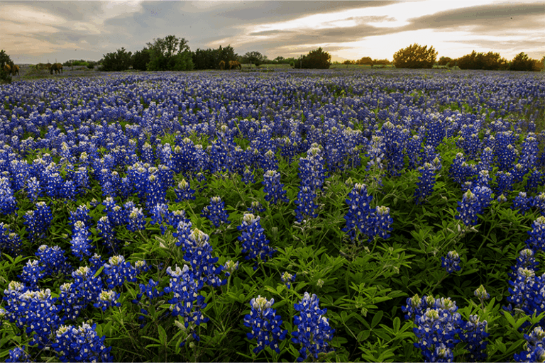 The Texas Flower to Sow Starting September 1 for a Colorful Spring