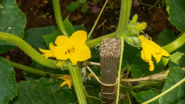 If Your Fall Cucumber Vines Flower Heavily but Set No Fruit in the Late-Summer Heat, Here Is Why