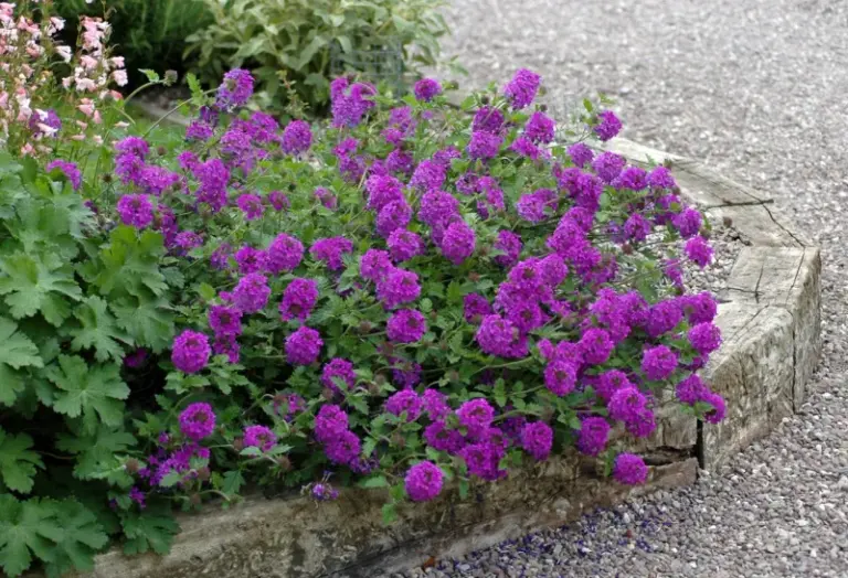 The Most Underrated Purple Perennial That Holds Its Color Through North Carolina’s Worst Summer Heat
