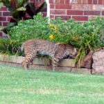 What It Really Means When a Bobcat Starts Passing Through Your Central Texas Yard at Dusk