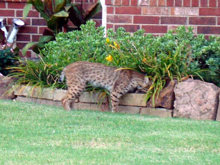 What It Really Means When a Bobcat Starts Passing Through Your Central Texas Yard at Dusk