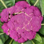 If Your Fall Cauliflower Plants Sit Stunted and Turn Purple Before Heading Up in Late-Summer Heat, Here Is Why