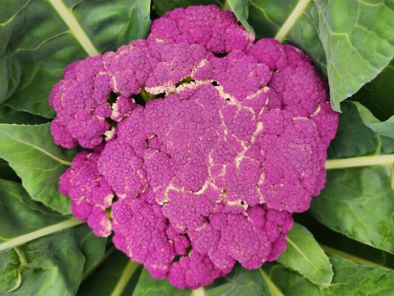 If Your Fall Cauliflower Plants Sit Stunted and Turn Purple Before Heading Up in Late-Summer Heat, Here Is Why