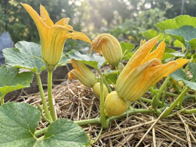 If Your Zucchini Plants Turn Out All Flowers and No Fruit in Late-Summer Heat, Here Is Why