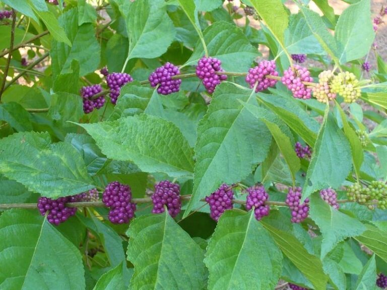 The Most Underrated North Carolina Native Shrub That Fills the Wooded Edge When Everything Else Fades in Fall