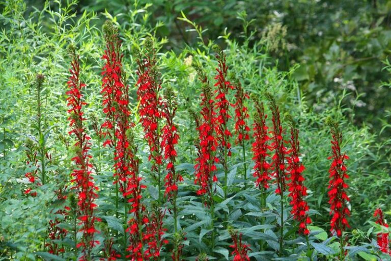 The Most Underrated North Carolina Native That Peaks In August When Every Other Flower Has Given Up