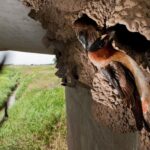 What It Really Means When Cliff Swallows Build Mud Nests Under Your California Eaves, and Why They’re Quietly Clearing the Mosquitoes and Gnats Off Your Patio