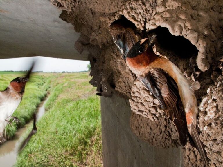 What It Really Means When Cliff Swallows Build Mud Nests Under Your California Eaves, and Why They’re Quietly Clearing the Mosquitoes and Gnats Off Your Patio