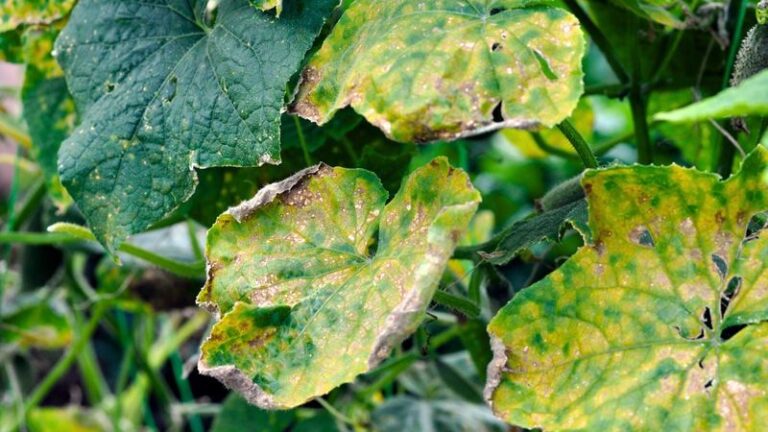 If Your Cucumber Leaves Turn Crispy and Scorched at the Edges in This August Heat, One Watering Swing Usually Starts It