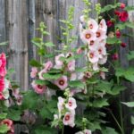 Your Hollyhocks Grow Short and Sparse – Here’s the One Planting Choice That Builds Those Tall Towers