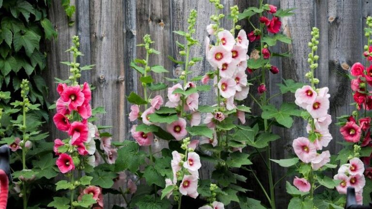 Your Hollyhocks Grow Short and Sparse – Here’s the One Planting Choice That Builds Those Tall Towers