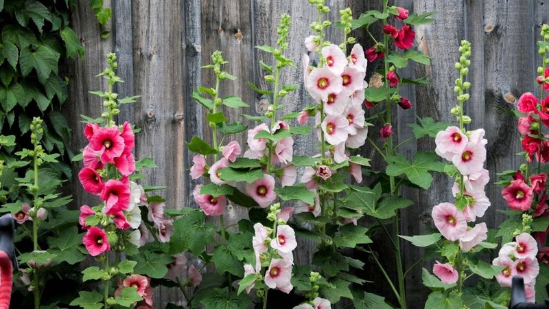 Your Hollyhocks Grow Short and Sparse – Here’s the One Planting Choice That Builds Those Tall Towers