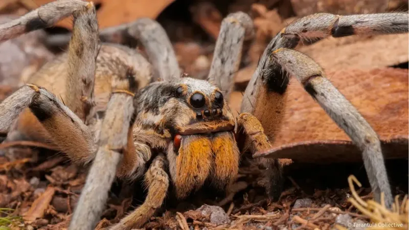 What It Really Means When Wolf Spiders Suddenly Show Up Along Your North Carolina Foundation This Fall