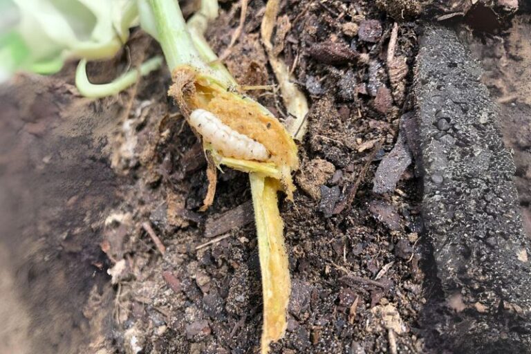 If Your Central Texas Squash Vines Suddenly Collapse in August Heat, One Borer Usually Starts It
