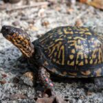 Why North Carolina Gardeners Should Leave the Healthy Eastern Box Turtle in Their Garden Beds Right Where It Is