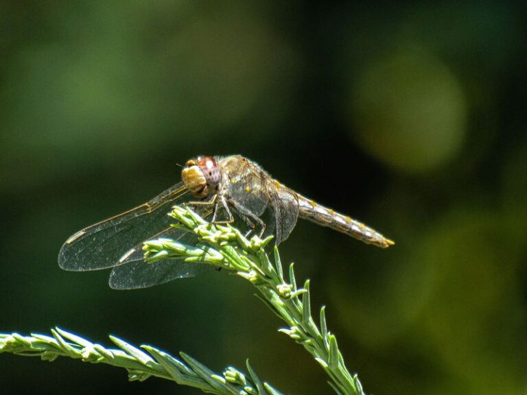 What It Really Means When Dragonflies Start Patrolling Your California Yard During Mosquito Season