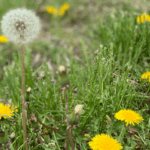 What It Really Means When These 10 Weeds Take Over Your North Carolina Yard and Why You Should Leave Them Alone