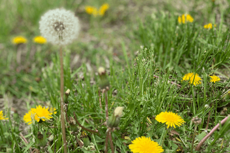 What It Really Means When These 10 Weeds Take Over Your North Carolina Yard and Why You Should Leave Them Alone