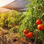 If Your Central Texas Tomato Plants Stop Setting Fruit In August Heat, One Nighttime Temperature Usually Starts It