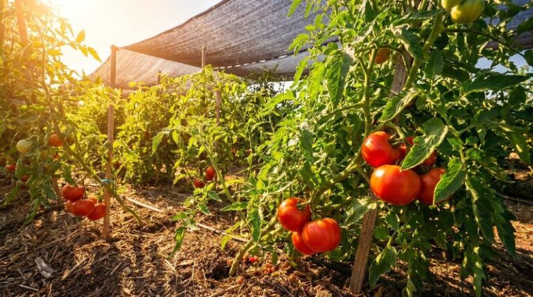 If Your Central Texas Tomato Plants Stop Setting Fruit In August Heat, One Nighttime Temperature Usually Starts It