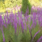 7 Florida Native Plants That Feed the Wildlife Without Making Your Yard Look Overgrown