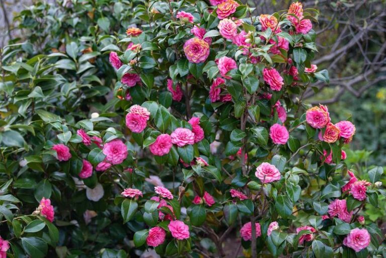 The One Thing North Carolina Camellias Need Right Now or You Lose This Winter’s Whole Bloom