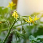 Why Your Central Texas Tomato Plants Stop Setting Fruit In September Heat, And The One Move That Restarts The Harvest