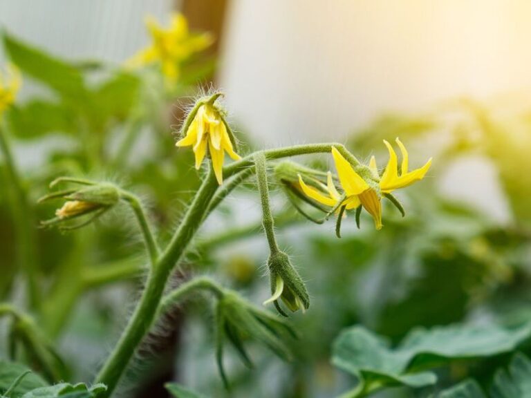 Why Your Central Texas Tomato Plants Stop Setting Fruit In September Heat, And The One Move That Restarts The Harvest