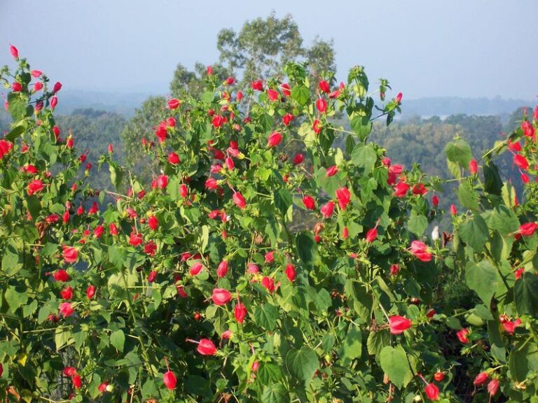The Native Texas Flower That Blazes Reliable Red All Summer While Everything Else Fades in the Heat