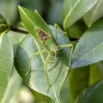 What It Really Means When Katydids Suddenly Take Over Your North Carolina Yard In Late Summer