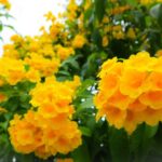 The Heat-Tough Texas Shrub That Outblooms Knockout Roses Through Triple-Digit Summers