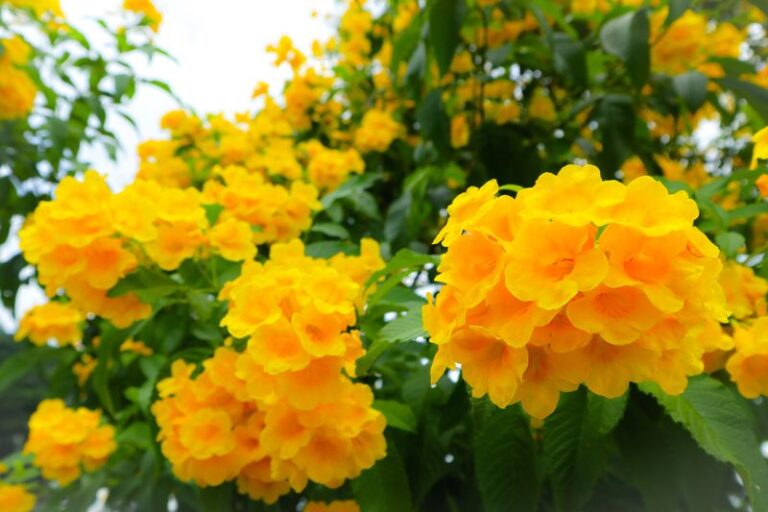 The Heat-Tough Texas Shrub That Outblooms Knockout Roses Through Triple-Digit Summers