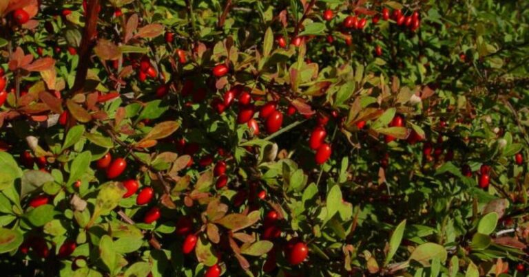 The Common North Carolina Hedge Shrub That Quietly Hands Ticks A Home Along Your Wooded Edge