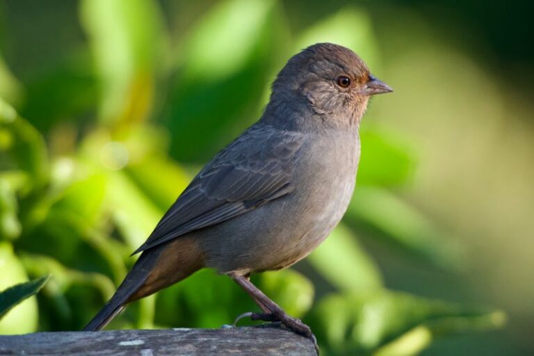 The California Towhee Quietly Eats The Snails And Slugs Shredding Your Seedlings, But Homeowners Rake Away The Cover It Needs