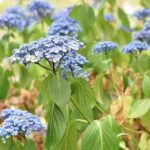 Your Hydrangeas Quietly Stop Blooming Because of a Few Everyday Habits — Here’s What to Change Now