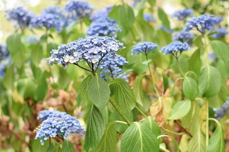 Your Hydrangeas Quietly Stop Blooming Because of a Few Everyday Habits — Here’s What to Change Now