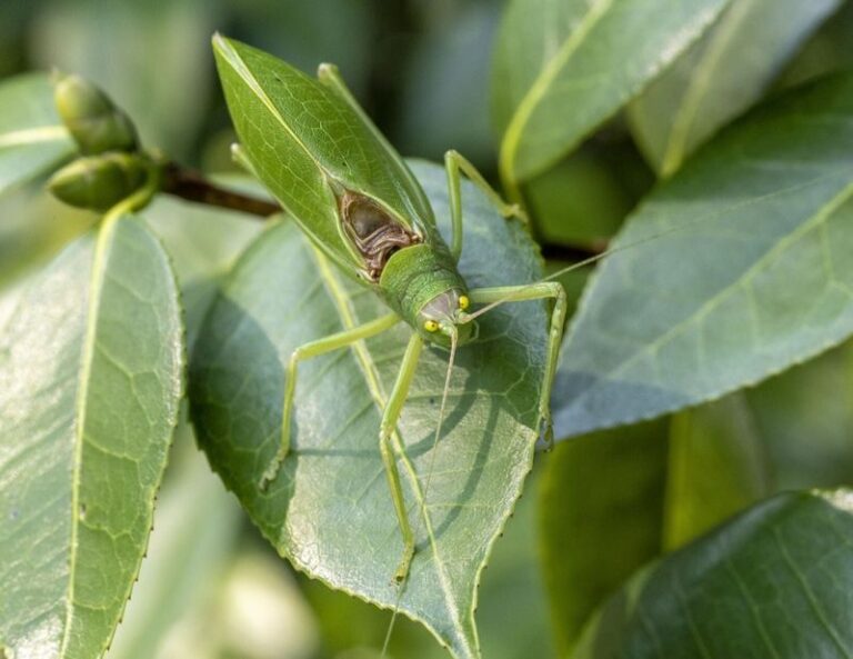 What It Really Means When Katydids Start Taking Over Your North Carolina Yard This Late Summer