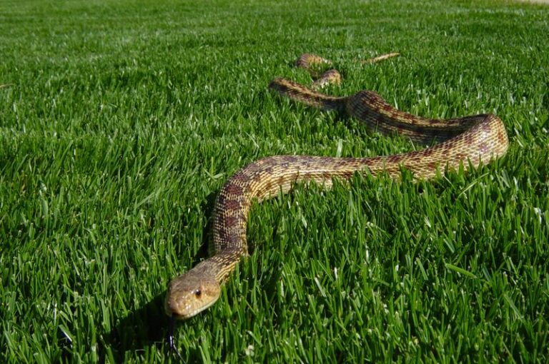 How To Support the California Gopher Snakes That May Help Control Rats and Gophers in Your Yard