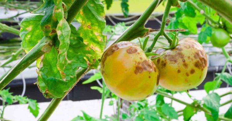 If Your Tomato Leaves Show Yellow Blotches and Brown Patches in Late-Summer Heat, Early Blight Is Usually Behind It