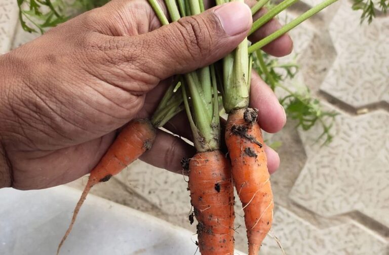 If your carrots grow lush tops but the roots stay skinny, one feeding habit usually starts it underground
