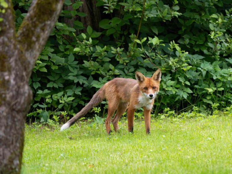 What It Really Means When A Fox Starts Showing Up In Your North Carolina Yard This Summer