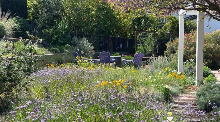 The California Groundcovers That Cool the Soil and Quietly Cut Your Summer Watering in Half