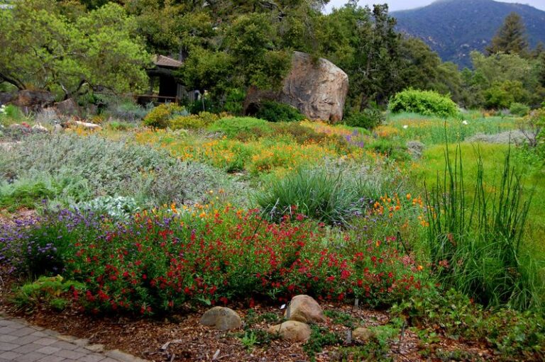 The California Native Shrubs That Shrug Off an August Heatwave Without a Single Extra Watering