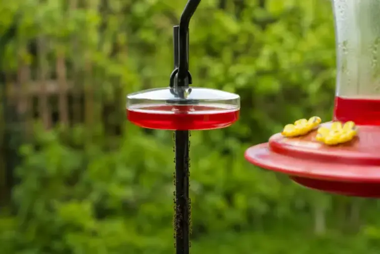 Ants Take Over Your Hummingbird Feeder Fast – Here’s How to Keep Them Off for Good